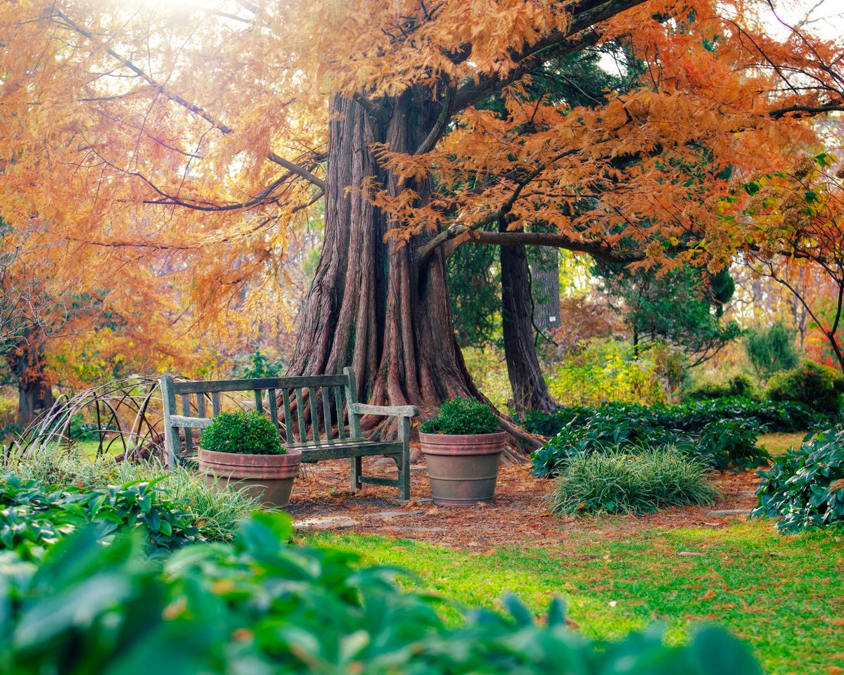 An empty wooden bench in a garden beneath trees turning golden